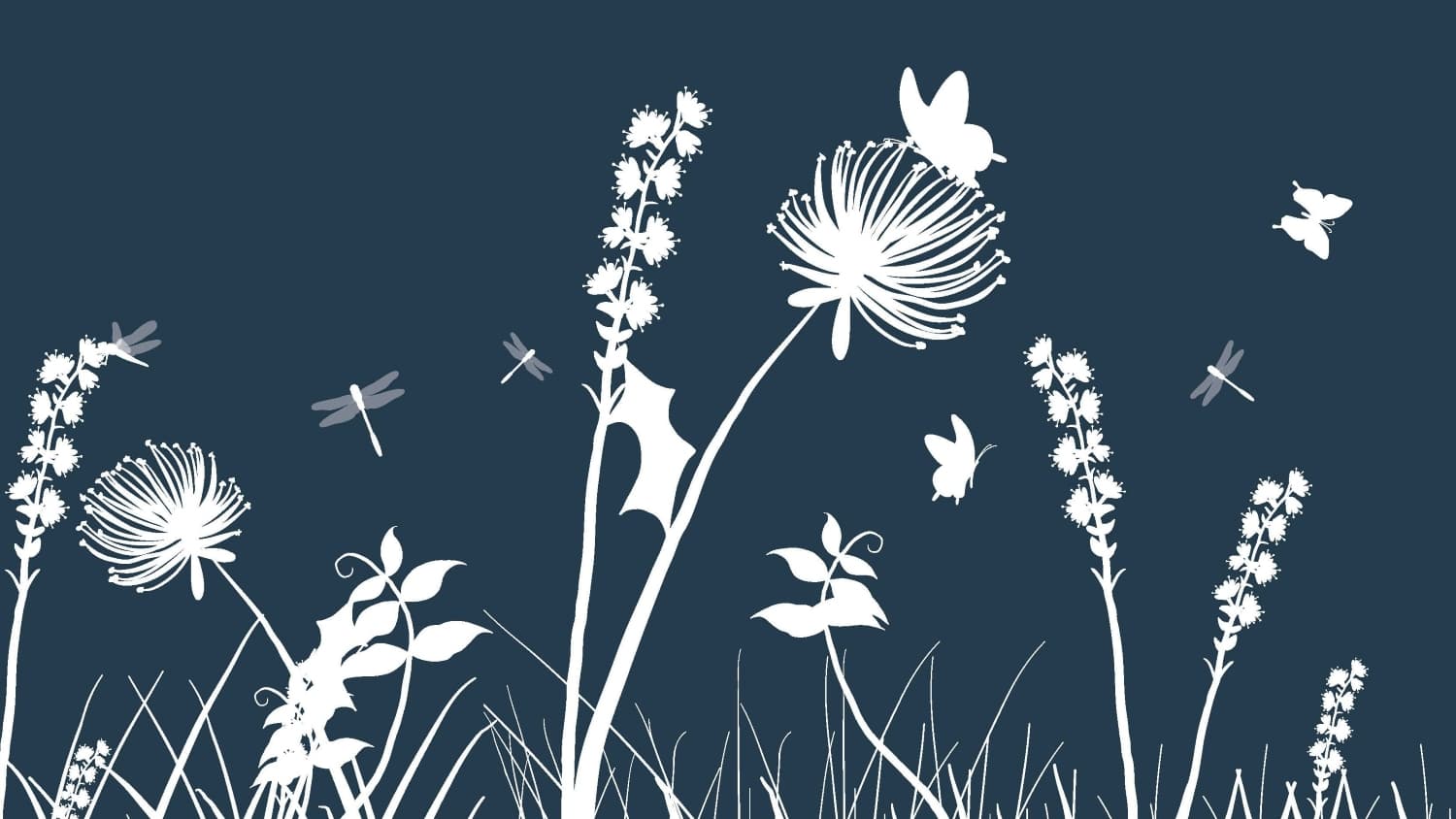 Kielo_Nurmi-Kyltti_lind1