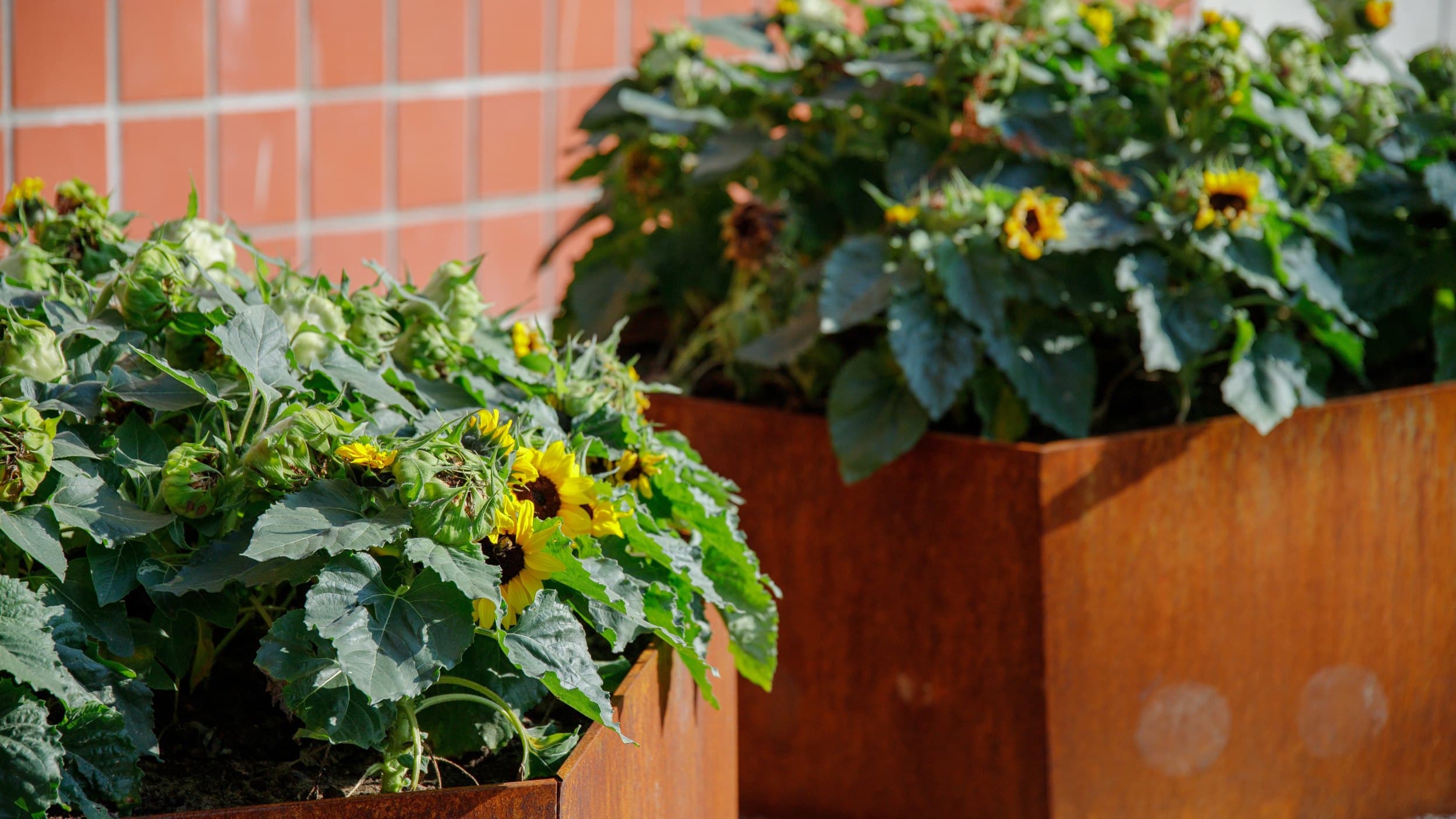 kielo-toimitila-ita-suomenkoulu_auringonkukka